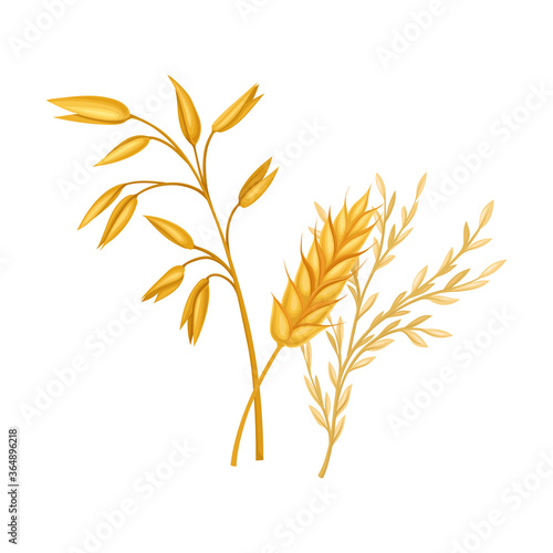 Golden Grain Crop Ear or Grain Head Vector Illustration