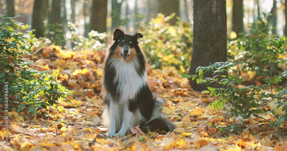 Tricolor Rough Collie, Funny Scottish Collie, Long-haired Collie, English Collie, Lassie Dog Outdoors In Autumn Day. Portrait Tricolor Rough Collie, Funny Scottish Collie, Long-haired Collie, English Collie, Lassie Dog Outdoors In Autumn Day. Portrait
