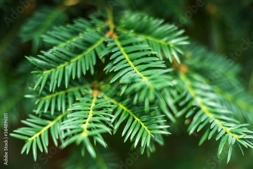 Close-up of a yew plant with shallow depth of field  beautiful green background