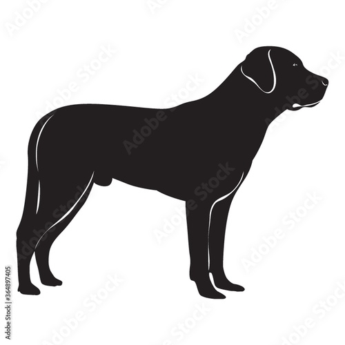 silhouette of dog