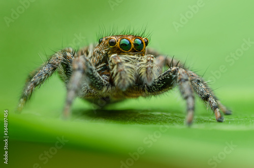 Close up of the Jumping Spiders on green leaf in the morning.