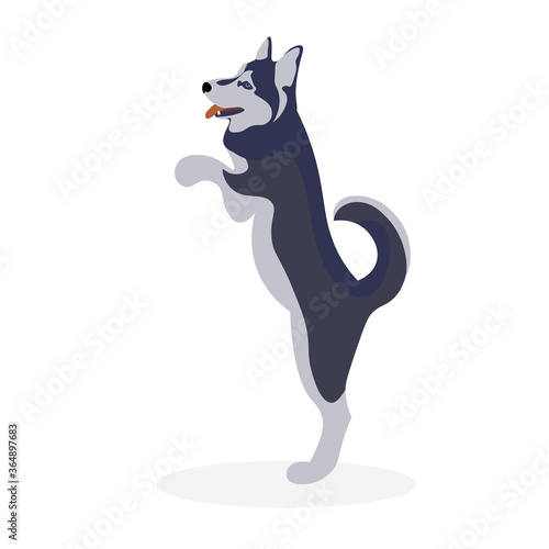 Siberian Husky walking sticker. Malamut jump on owner. Vector illustration in flat style. 