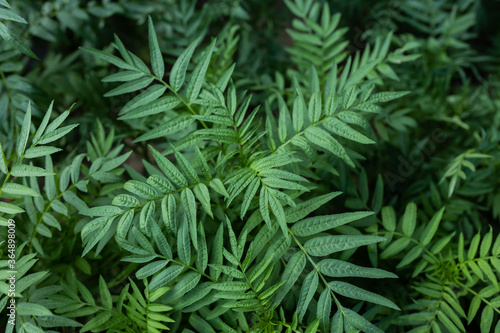 Bush of green fern.