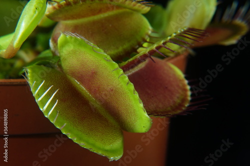Muchołówka amerykańska, nazwa łacińska: Dionaea muscipula - roślina żywiąca się owadami, na czarnym tle. 