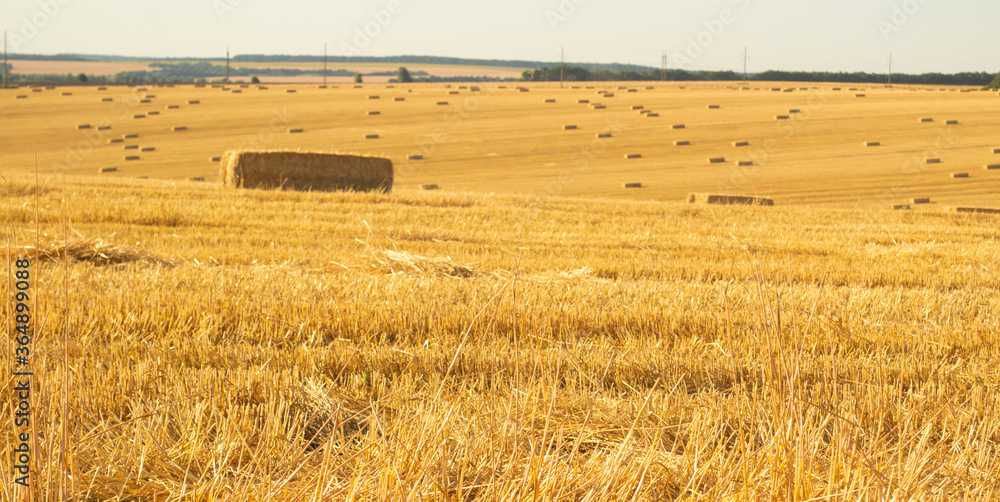 Fototapeta premium a golden wheat field in autumn