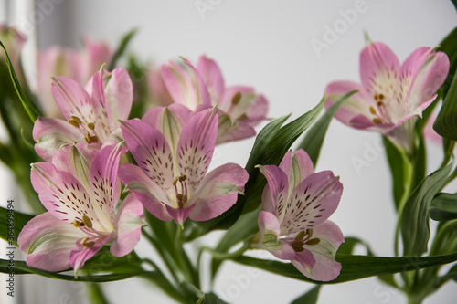 delicate flowers