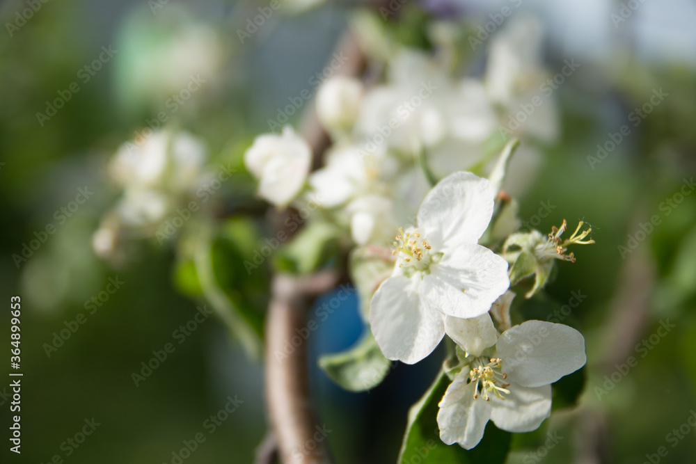 Obraz premium delicate flowers