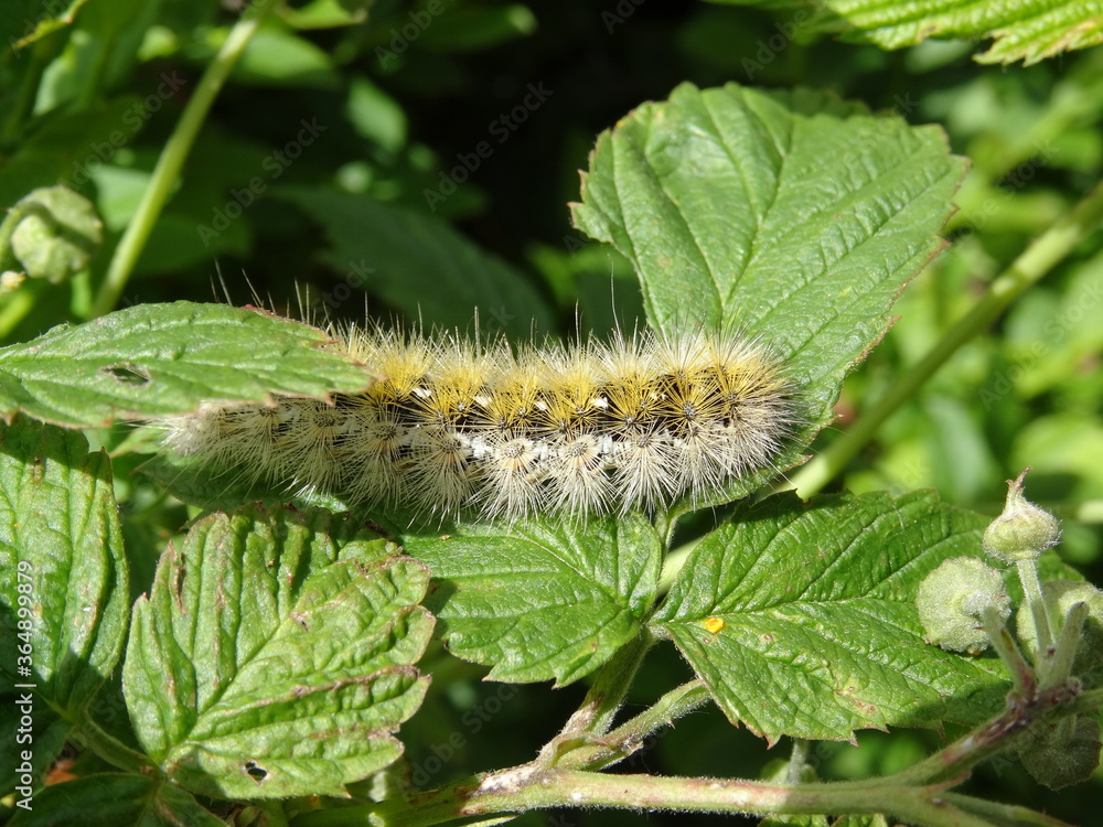 Fototapeta premium Caterpillar of the purple tiger (Rhyparia purpurata).