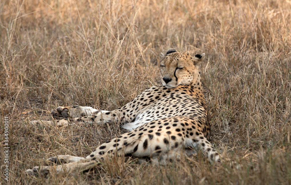 A Cheetah (Acinonyx jubatus) resting in the late afternoon - Tanzania . A Cheetah (Acinonyx jubatus) resting in the late afternoon - Tanzania .