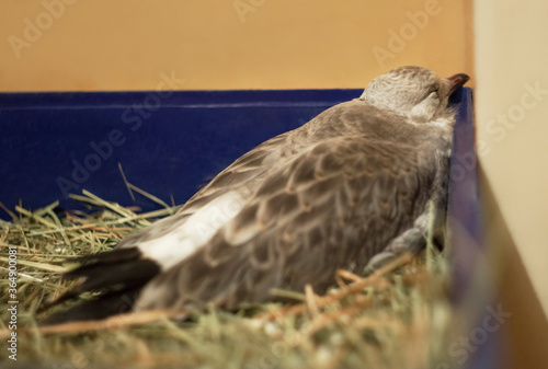 little gull chick. birds. house maintenance. photo