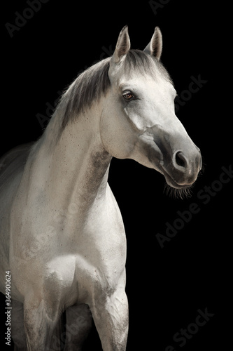 
White horse