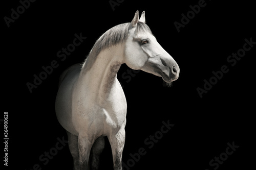  White horse