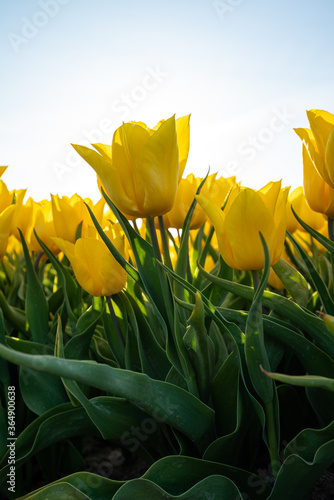 The yellow tulips of The Netherlands
