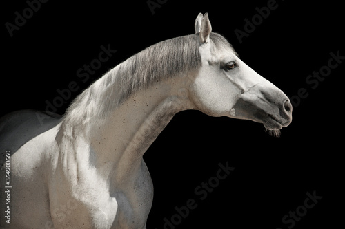  White horse