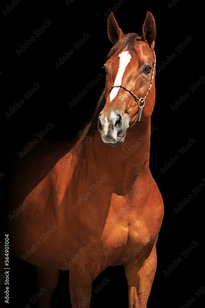 Obraz premium Koń rudy