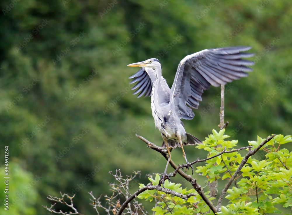 Fototapeta premium Grey heron fishing at the lake