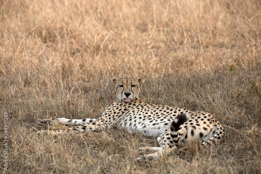Obraz premium A Cheetah (Acinonyx jubatus) resting in the late afternoon - looking at the camera - Tanzania.