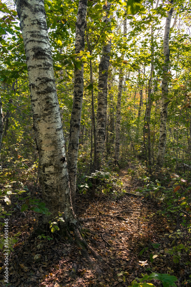 Fototapeta premium Birch trees in autumn forest on a sunny day
