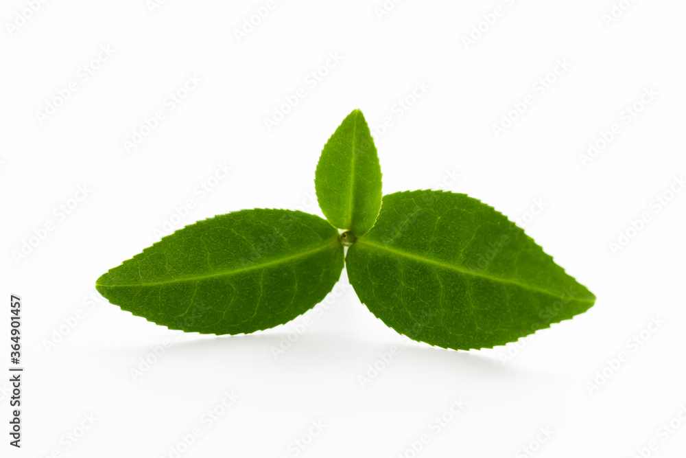Fototapeta premium leaves isolated on white background