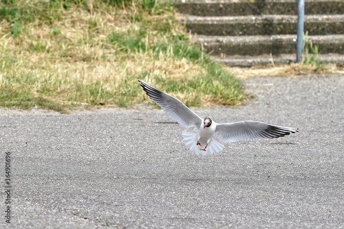 Black-headed gull in flight, lands on the asphalt. Front view