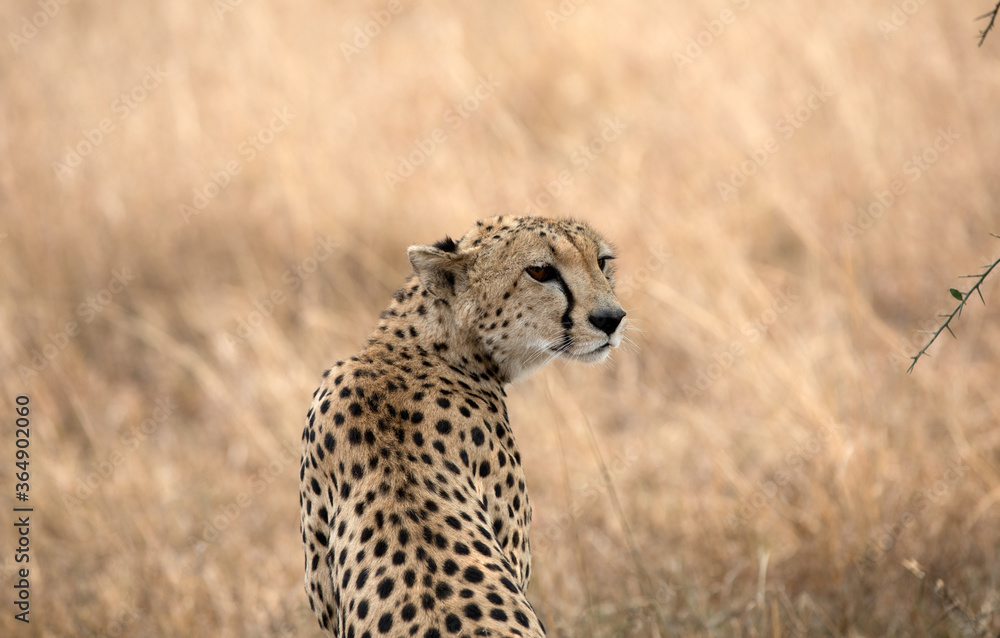 A Cheetah (Acinonyx jubatus) sitting up and alert in the late afternoon - Tanzania. A Cheetah (Acinonyx jubatus) sitting up and alert in the late afternoon - Tanzania.