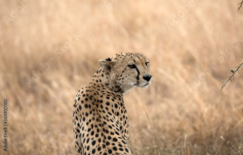 A Cheetah (Acinonyx jubatus) sitting up and alert in the late afternoon - Tanzania.