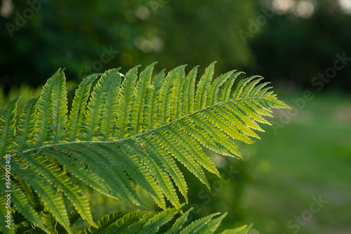 Fern leaf in the forest. Exotic tropical ferns with shallow depth of field . Green fern leaves in blurred green natural background.