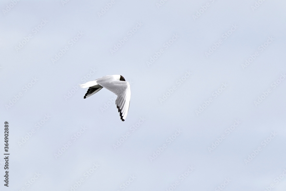 Black-headed gull in flight, against blue background. Front view Black-headed gull in flight, against blue background. Front view