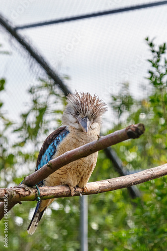 Blue-winged kookaburra  bird sitting on a branch. Wildlife  bird watching