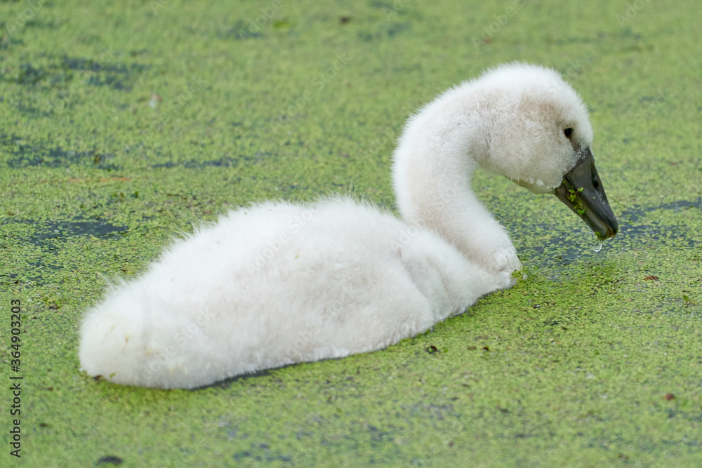 Panorama of baby swans, the little chicks swimming in a pond. white and grey colored. Duckweed floats in the water Panorama of baby swans, the little chicks swimming in a pond. white and grey colored. Duckweed floats in the water