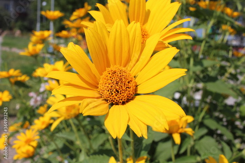 bright yellow flower in summer with petals