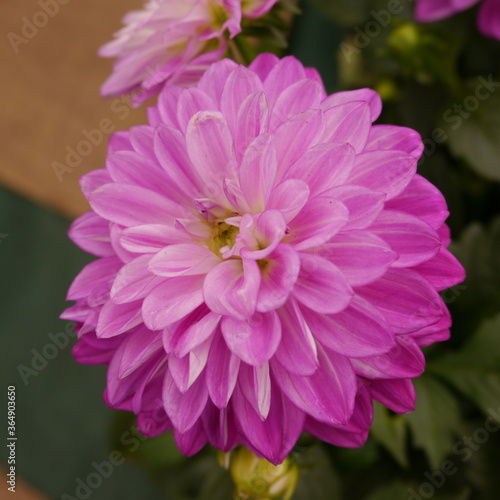 dahlia purple romance