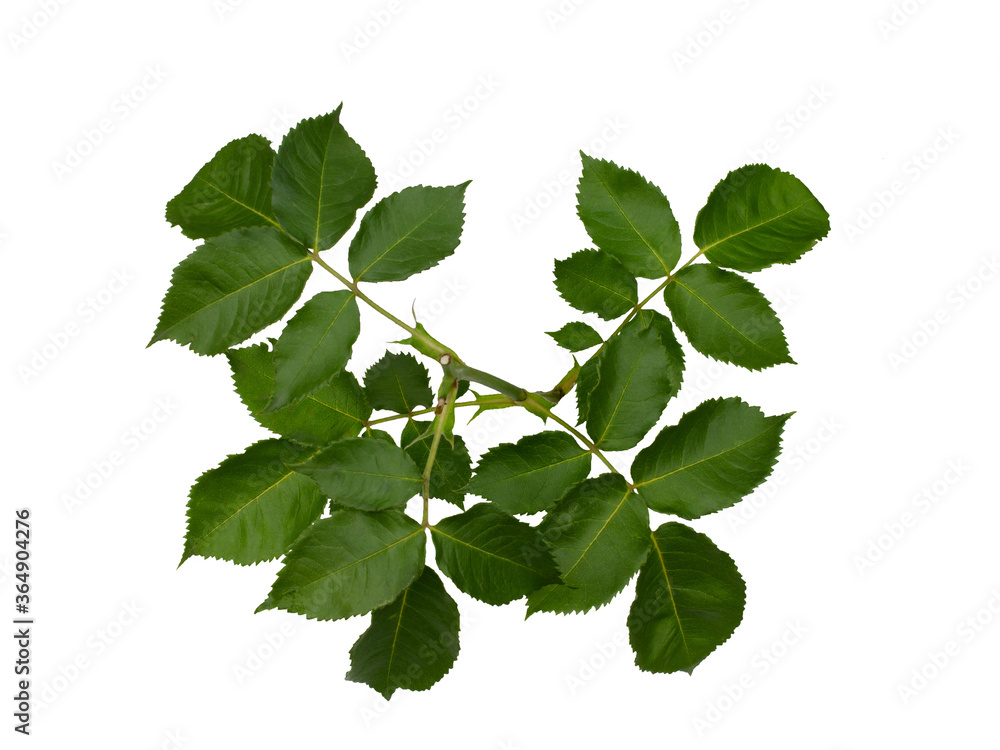 Green rose leaves isolated on white Green rose leaves isolated on white