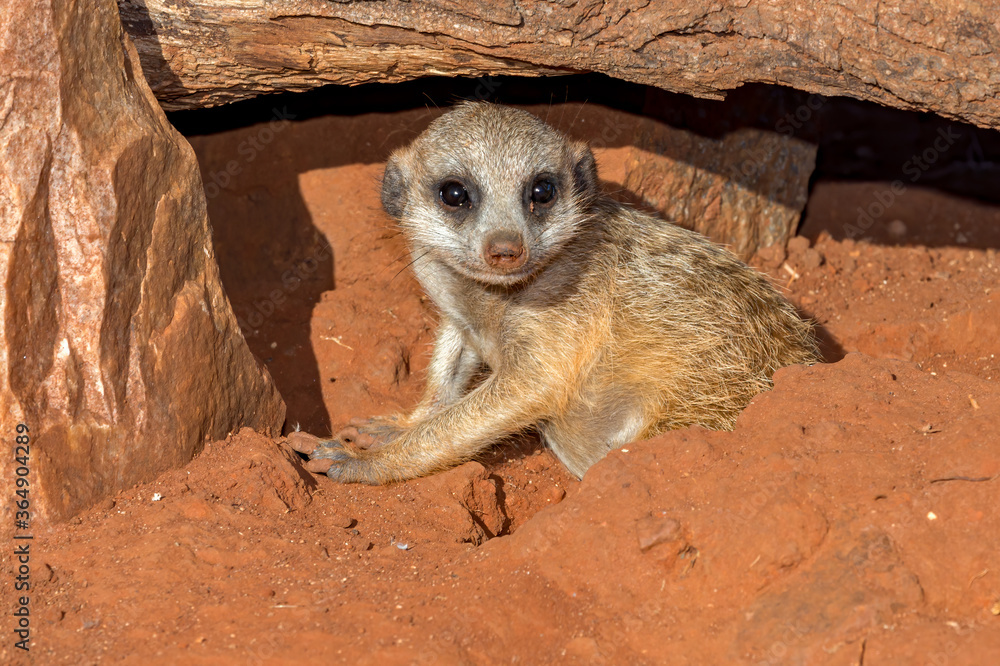 Fototapeta premium Meerkat