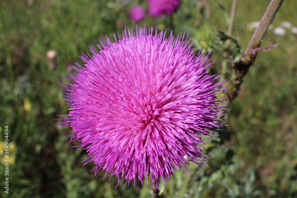 bright pink prickly flower in wild green grass in nature bright pink prickly flower in wild green grass in nature