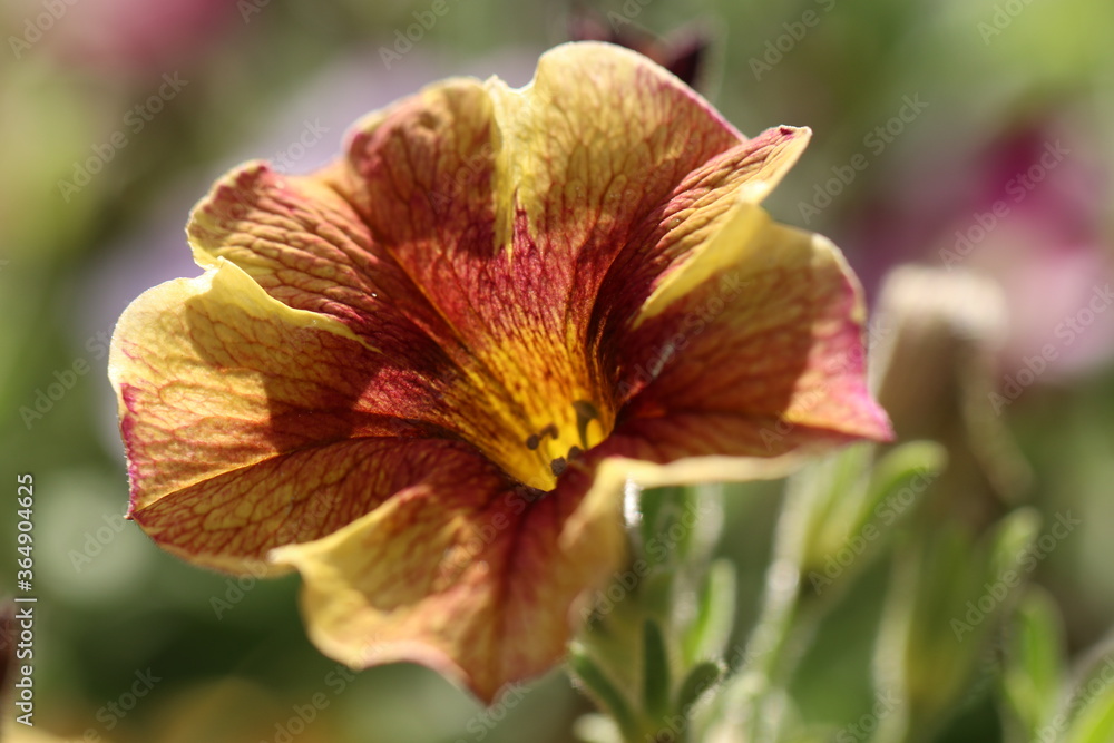 Fototapeta premium The beauties and flowers of summer