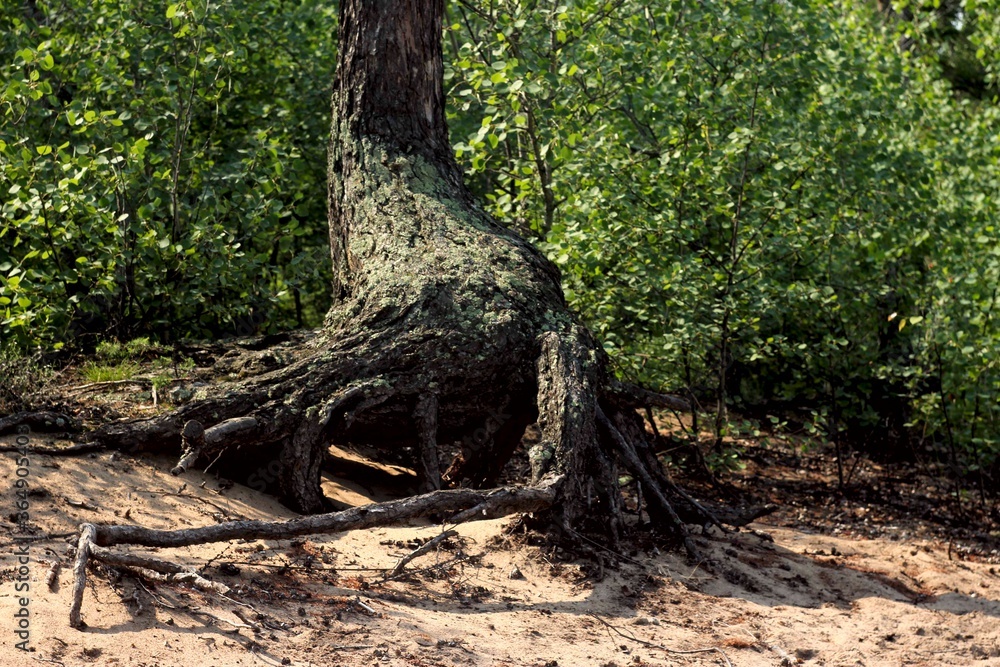 big old tree, forest, summer, crooked root