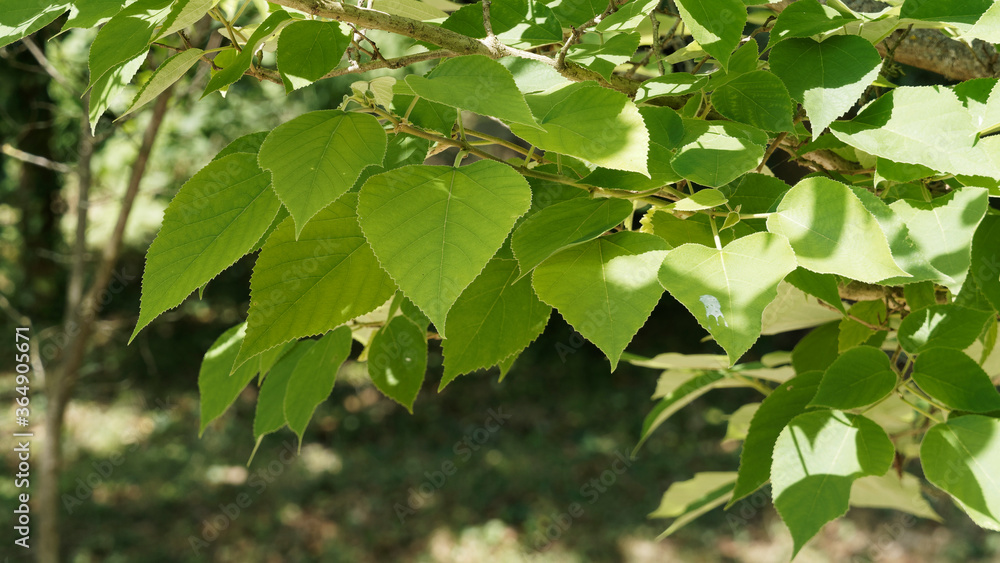 Broussonetia papyrifera. Gros plan sur feuillage dense et cordiforme, parfois lobées et finement dentées de couleur gris vert du mûrier de Chine Broussonetia papyrifera. Gros plan sur feuillage dense et cordiforme, parfois lobées et finement dentées de couleur gris vert du mûrier de Chine