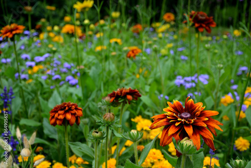 annual flowerbed with yellow and blue 
 flowers bordered by a low fence of metal gray fittings. landscaping in summer with sage photo