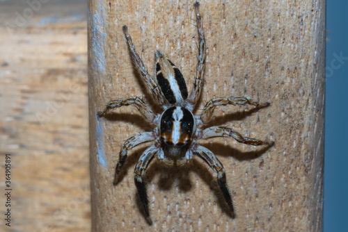 Araña saltadora común. Típica de lugares urbanos y edificios.