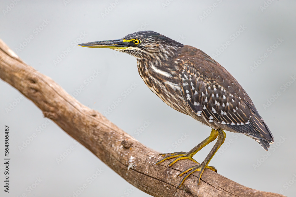 Green Backed Heron Juvenile. Green Backed Heron Juvenile.