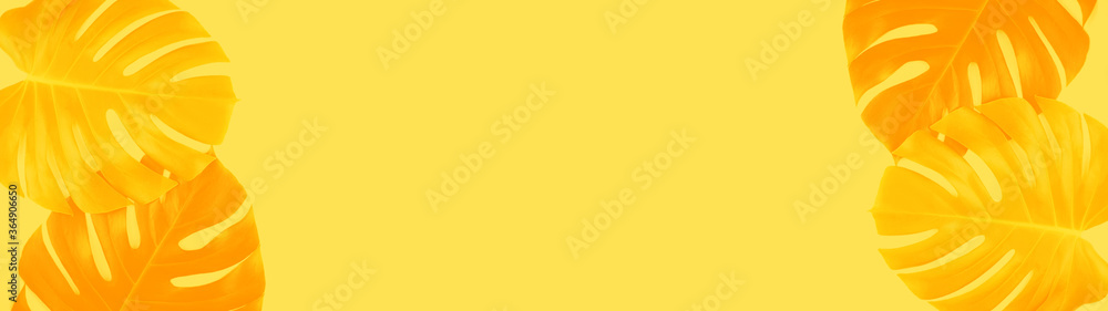 Banner made from tropical jungle monstera leaves isolated on yellow background. Banner made from tropical jungle monstera leaves isolated on yellow background.