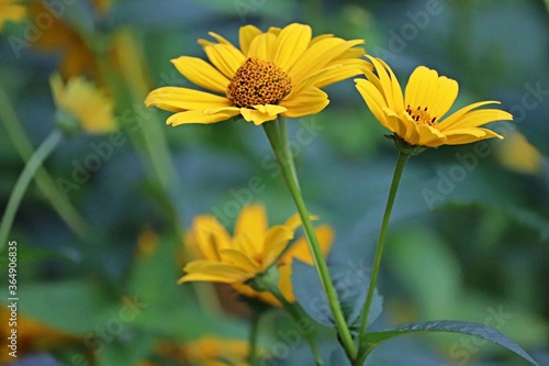 yellow flowers in the garden