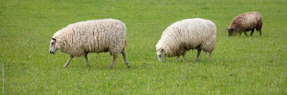 Schafe am Deich, Ostfriesland, Niedersachsen, Deutschland, Europa Schafe am Deich, Ostfriesland, Niedersachsen, Deutschland, Europa