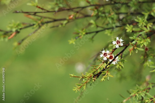 Kanuka Flower