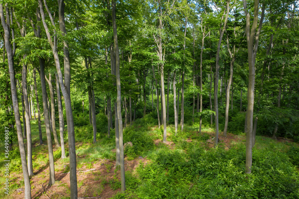 Young beech trees with gray bark growing in harmony with vibrant bush and fern undergrowth. Green forest at sunset from high view. Young beech trees with gray bark growing in harmony with vibrant bush and fern undergrowth. Green forest at sunset from high view.