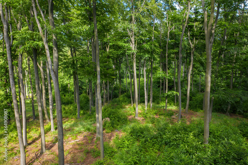 Young beech trees with gray bark growing in harmony with vibrant bush and fern undergrowth. Green forest at sunset from high view.