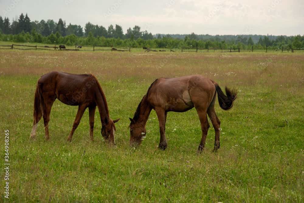 Two young foals graze in a field.