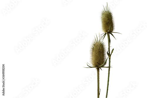 Photo a thistles  prickly plant  isolated on the white background