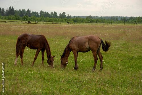Two young foals graze in a field.